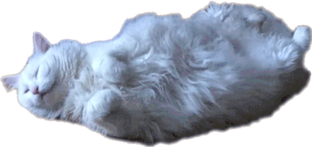 chilled out cat