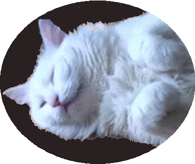 chilled out cat